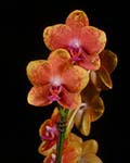 Phal. Sogo David